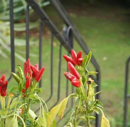 Apartament Dei Fiori